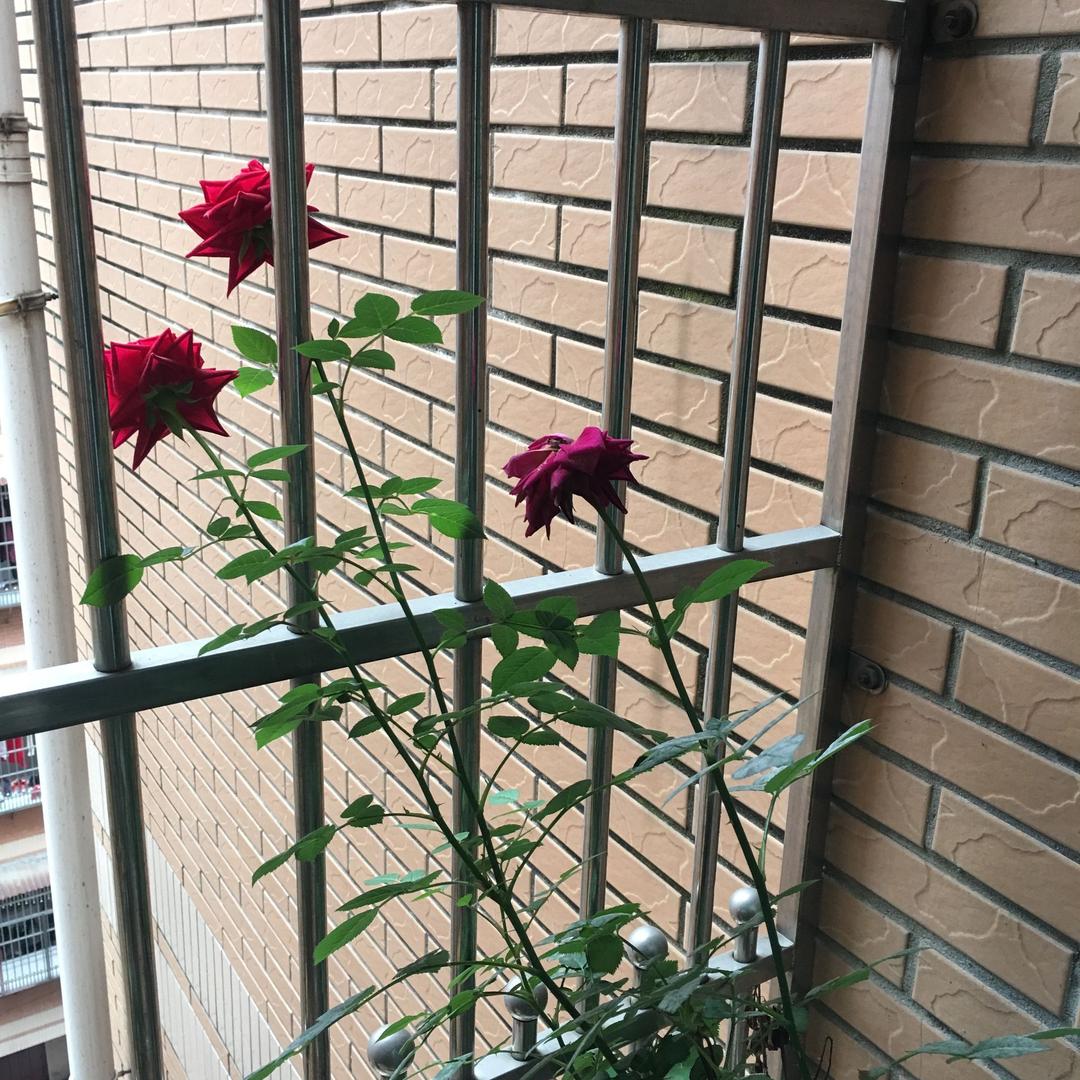 安康（橱窗好物分享）