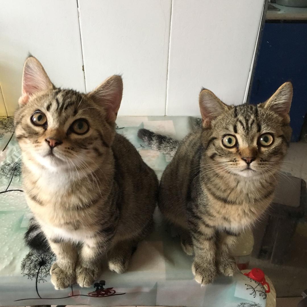 大猫三五