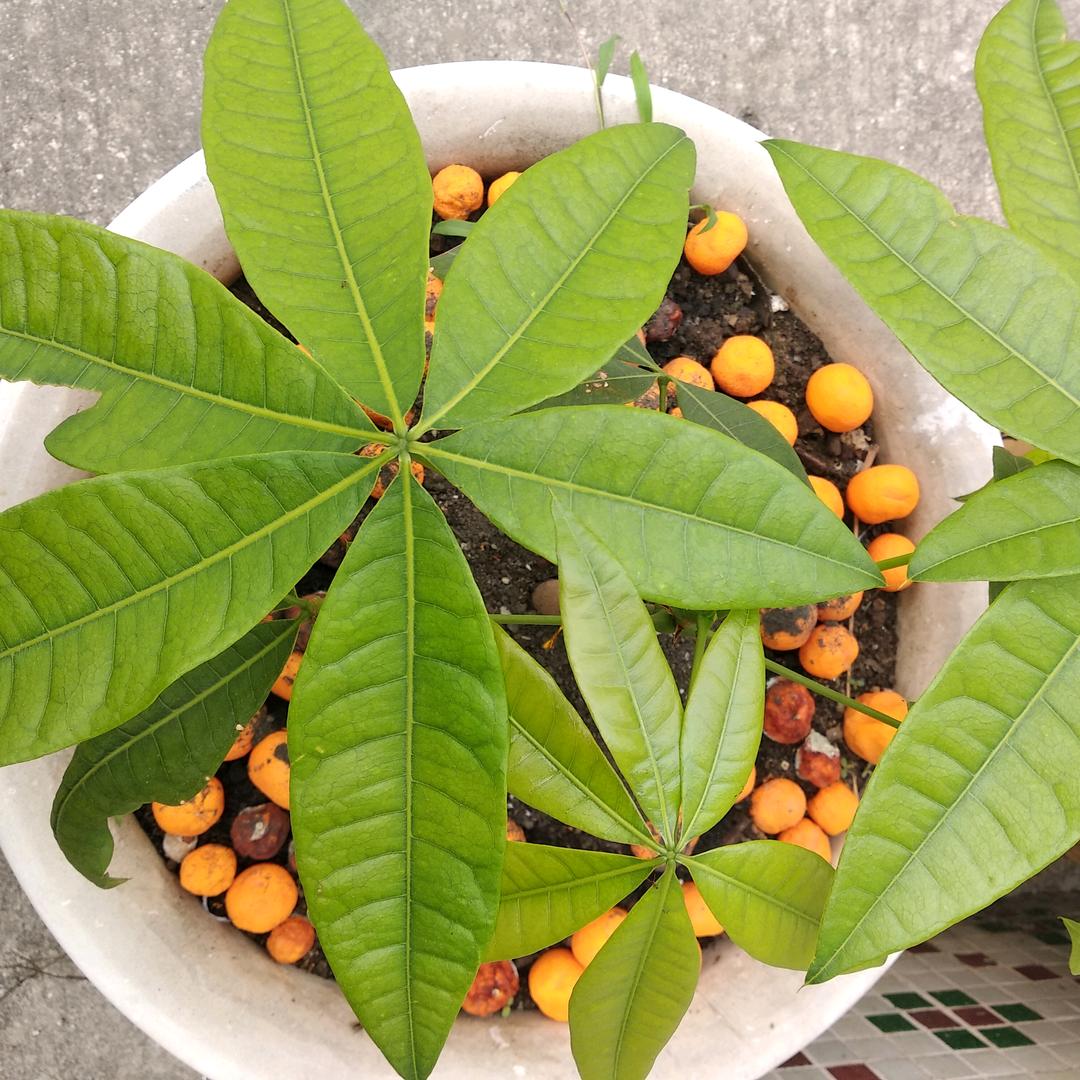 虚根拂尘