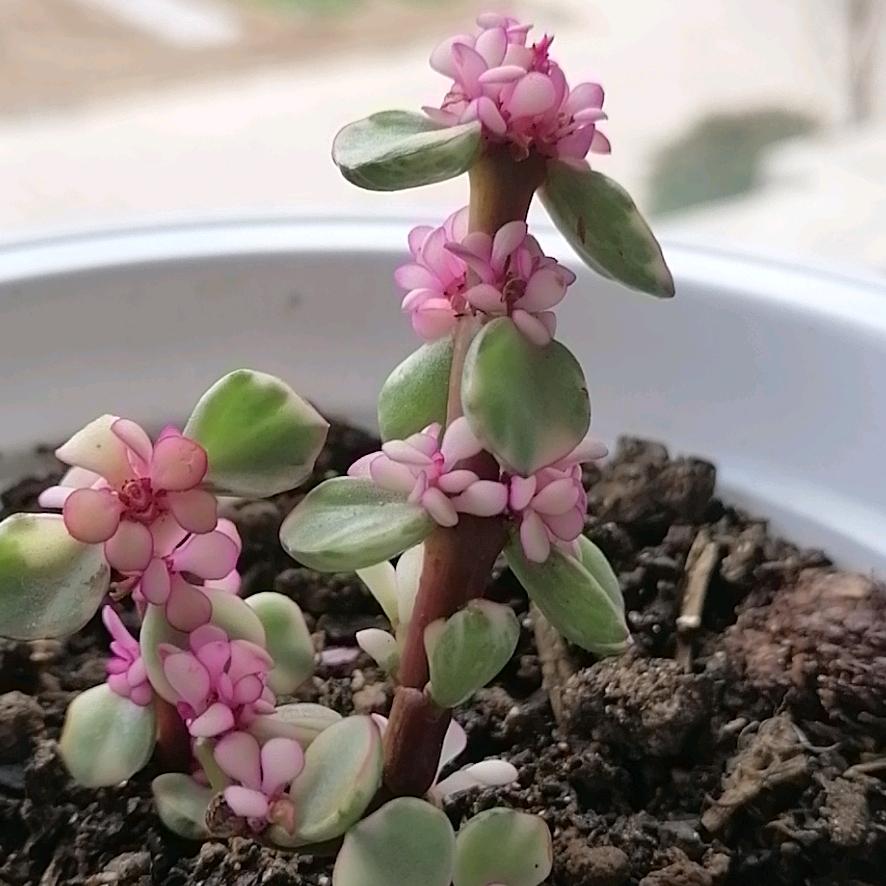 三毛