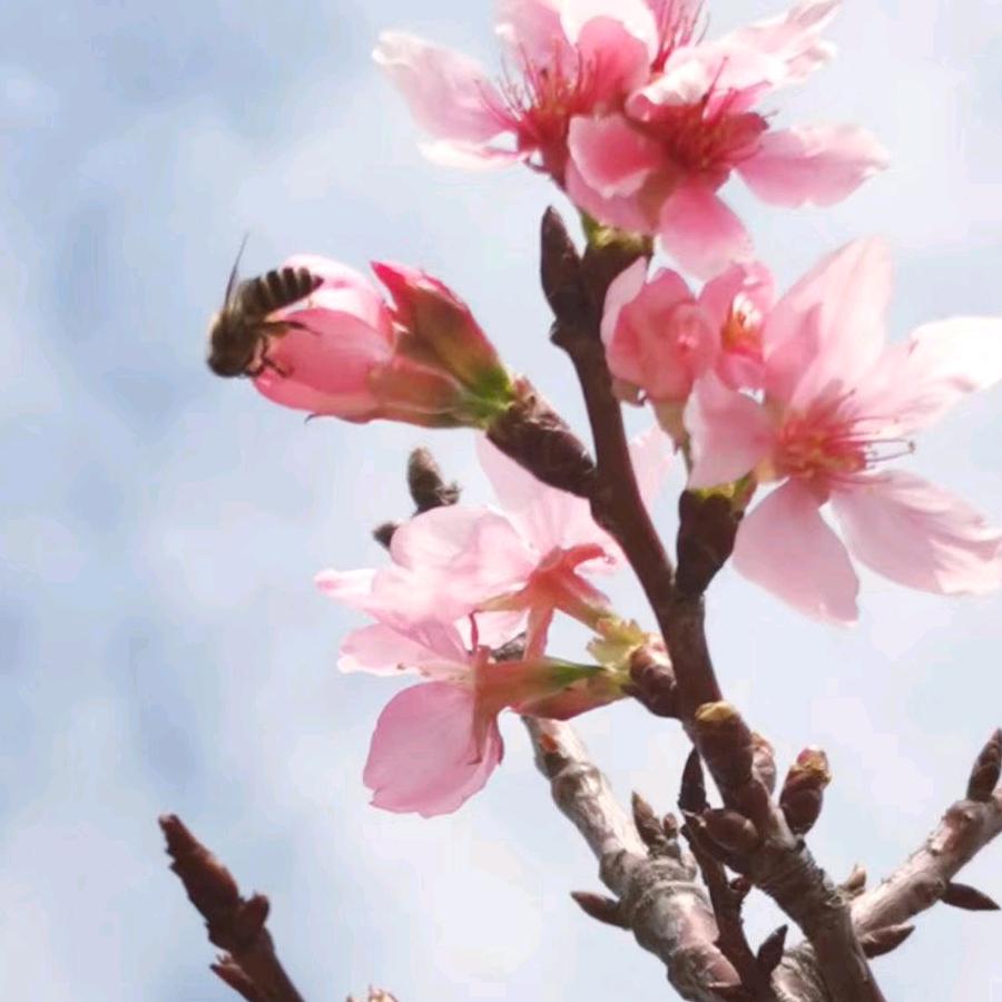 小乔手作🌺