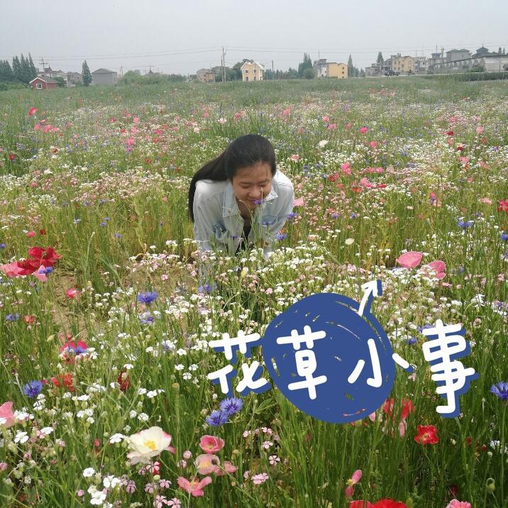 时光的花草小事