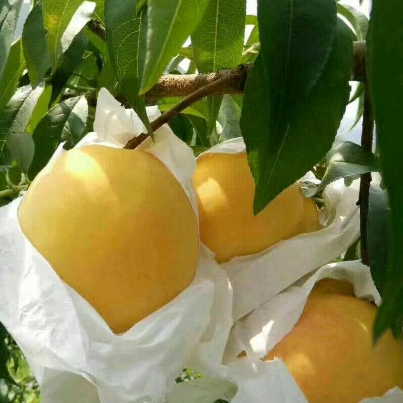 张果老黄桃