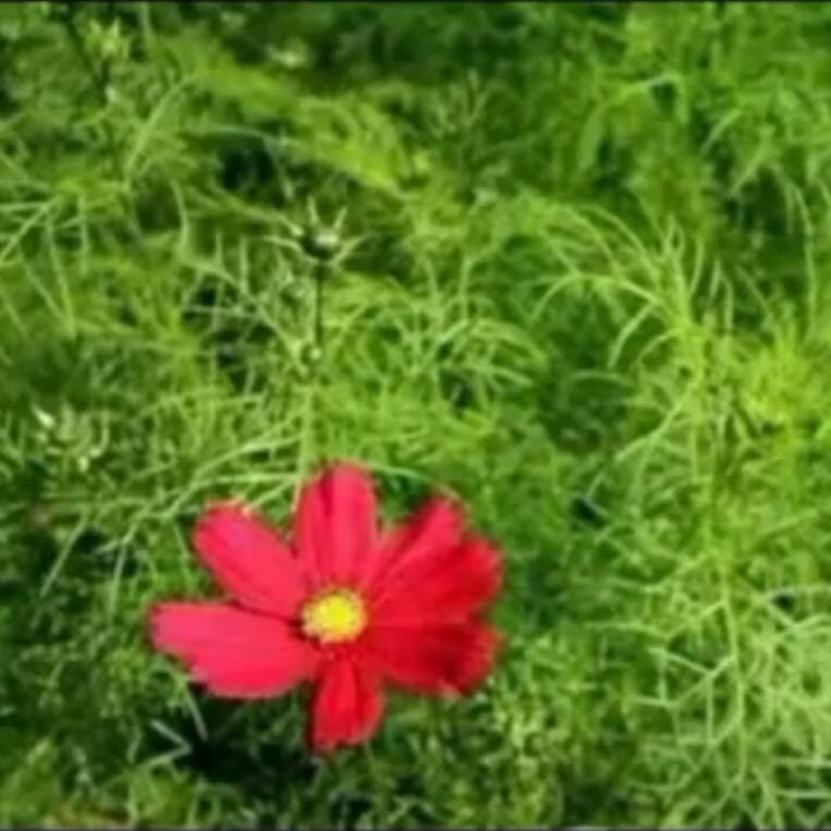 微笑向暖🌸