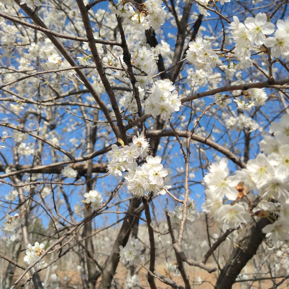 虢子非鱼