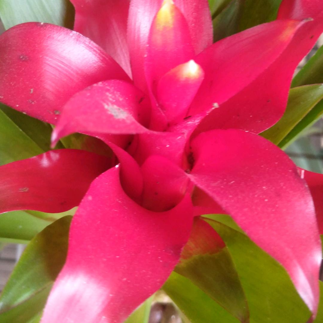 青芝