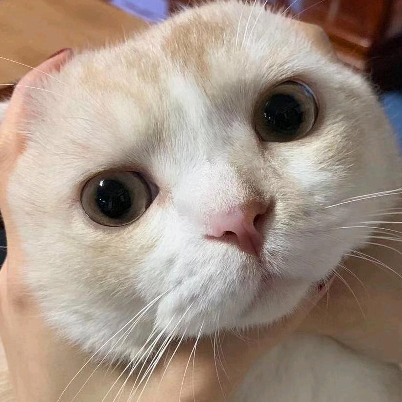 叉烧的猫