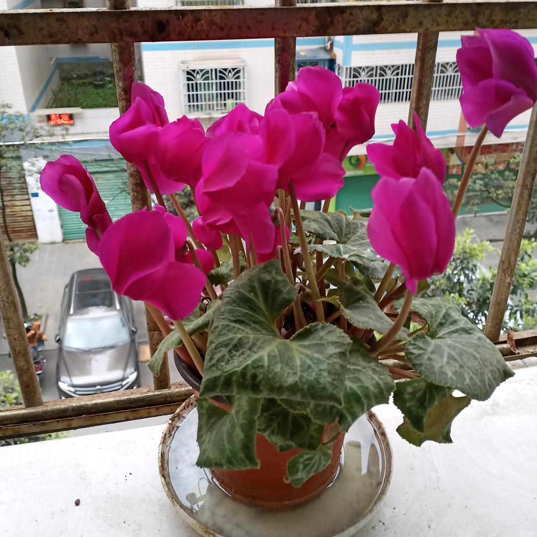 王