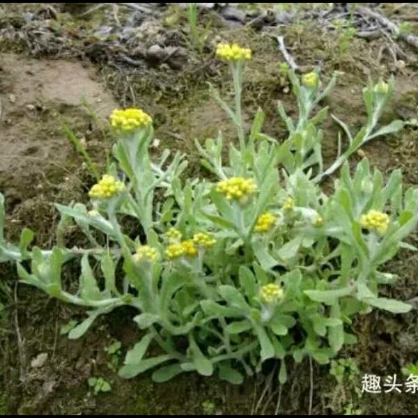自然风
