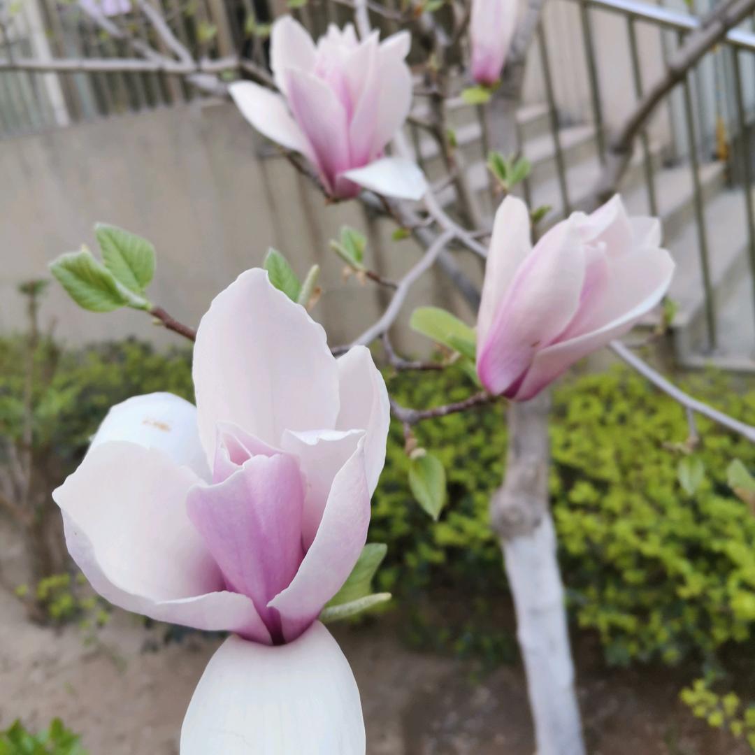 田园阳光