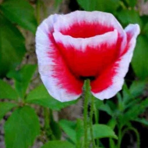 🌹❤️阳光普照🌹❤️