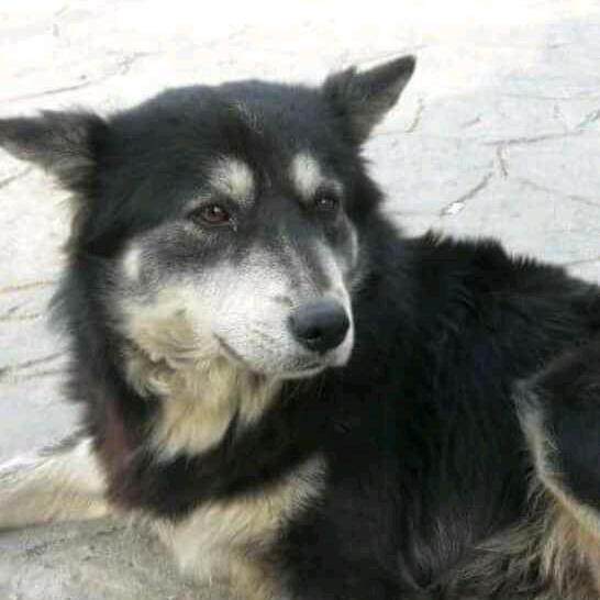 默默🔔（私信被封）