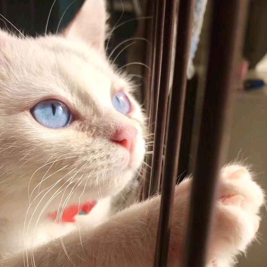 是鱼🐟吖