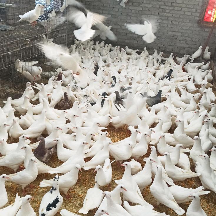 养鸽丽姐