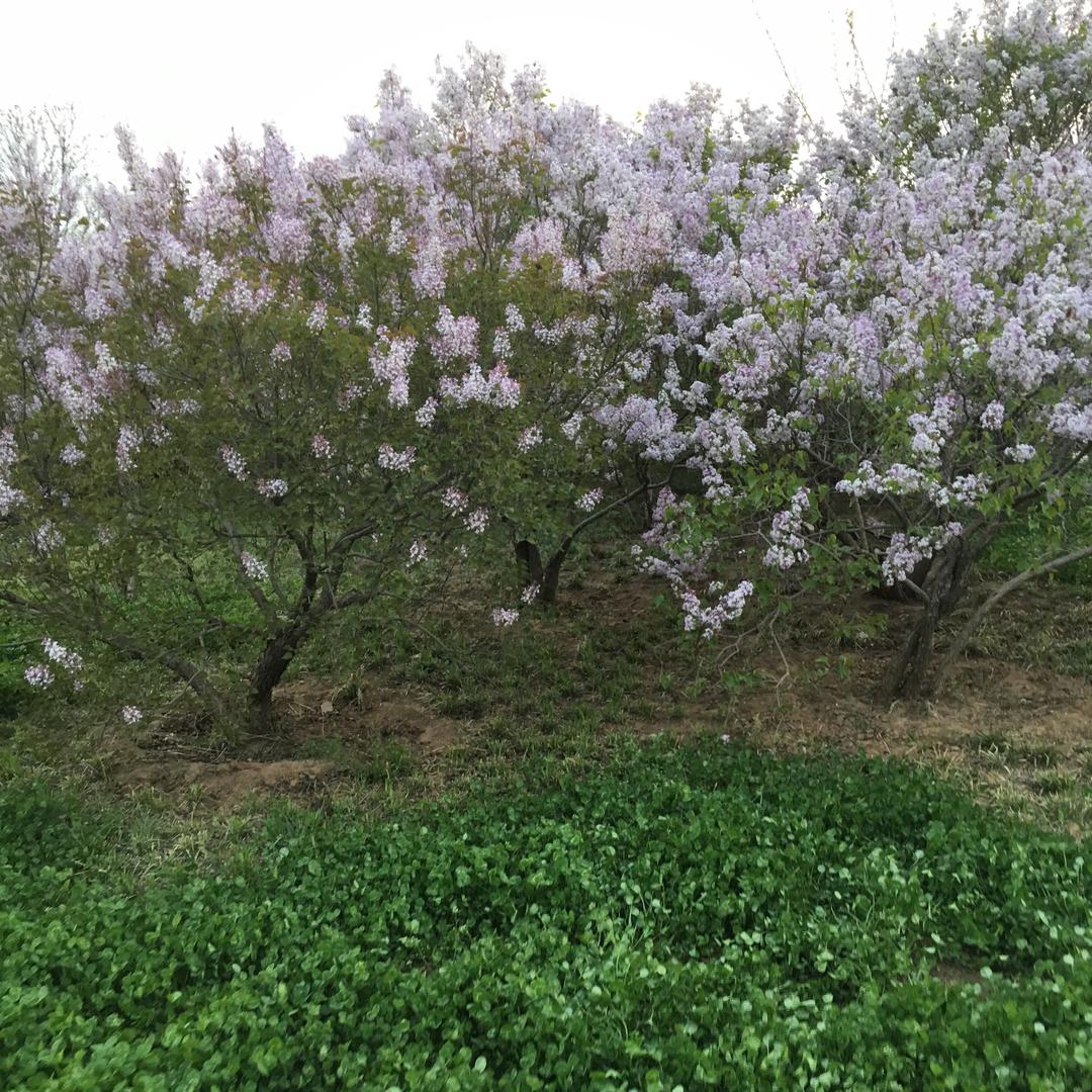 霞霞&