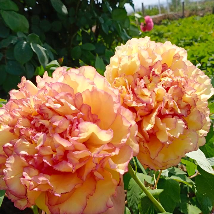 洛阳牡丹小李《振兴汽修》