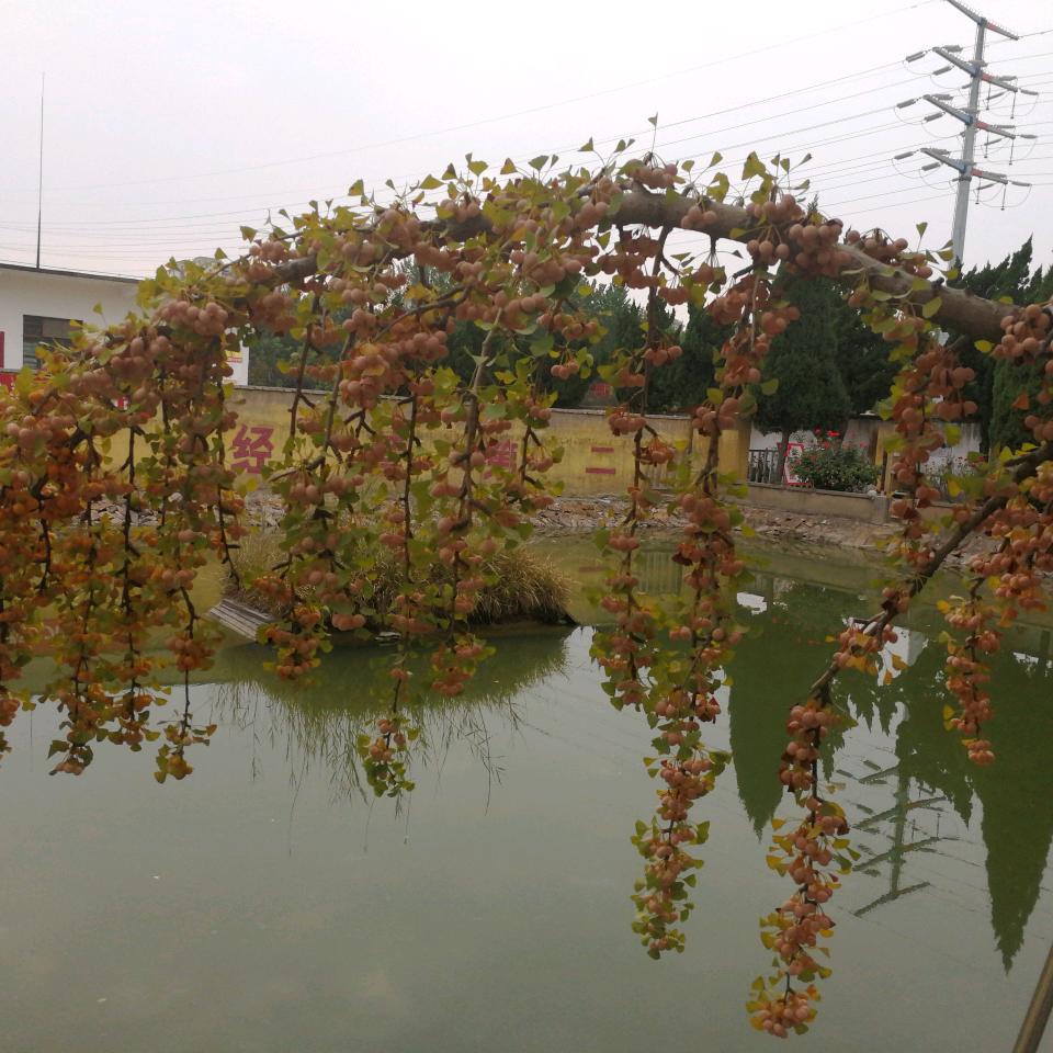 随缘