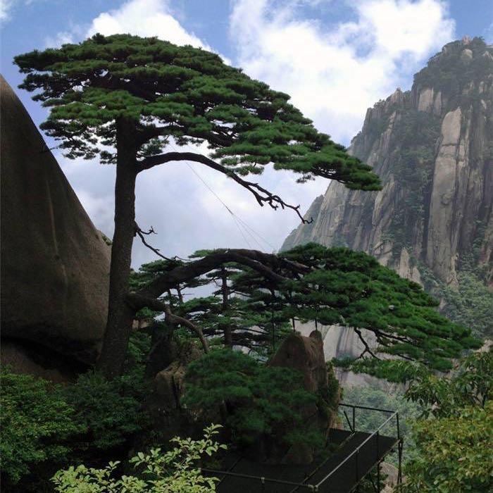 山松