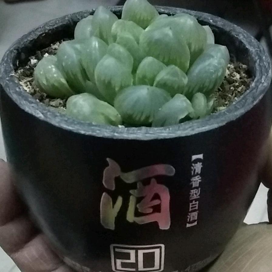 武安波哥