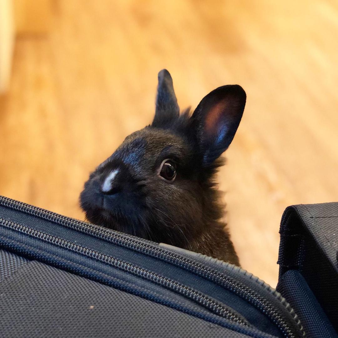 李阿白🐰🐹mama