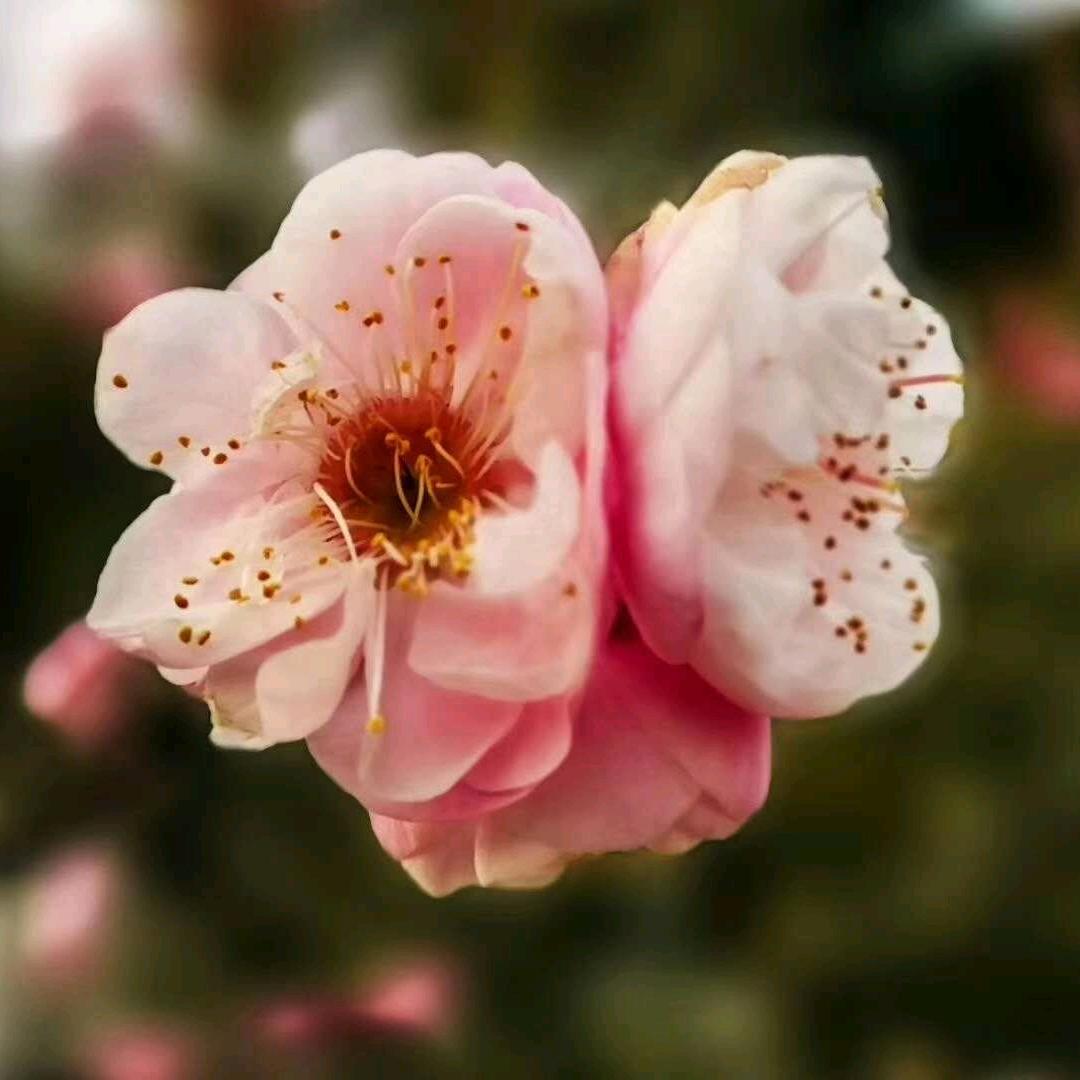 珍珠