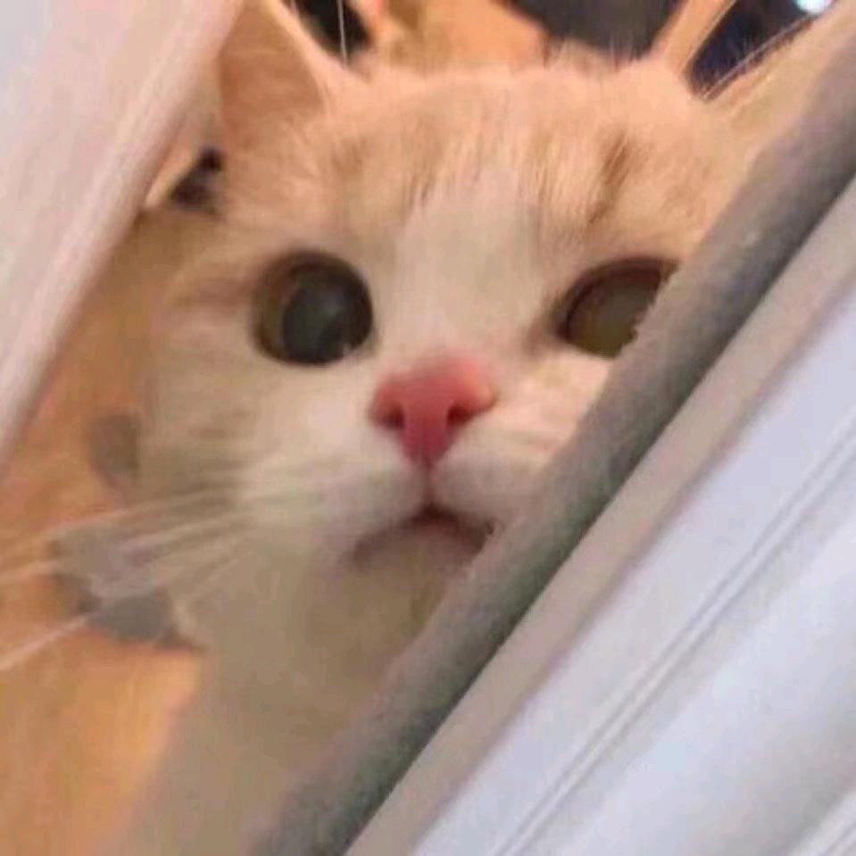 椿