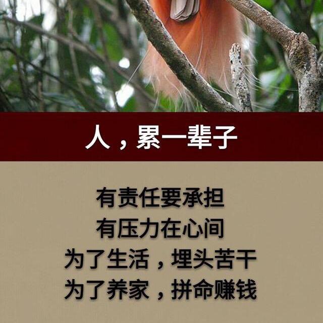 王者之风