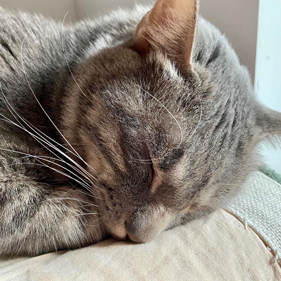 全世界最好的啊呜