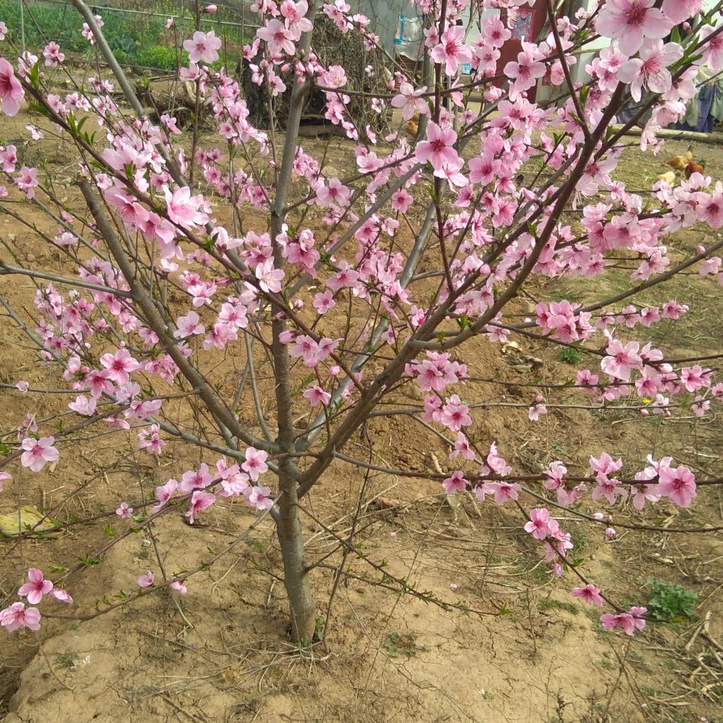 迎新春