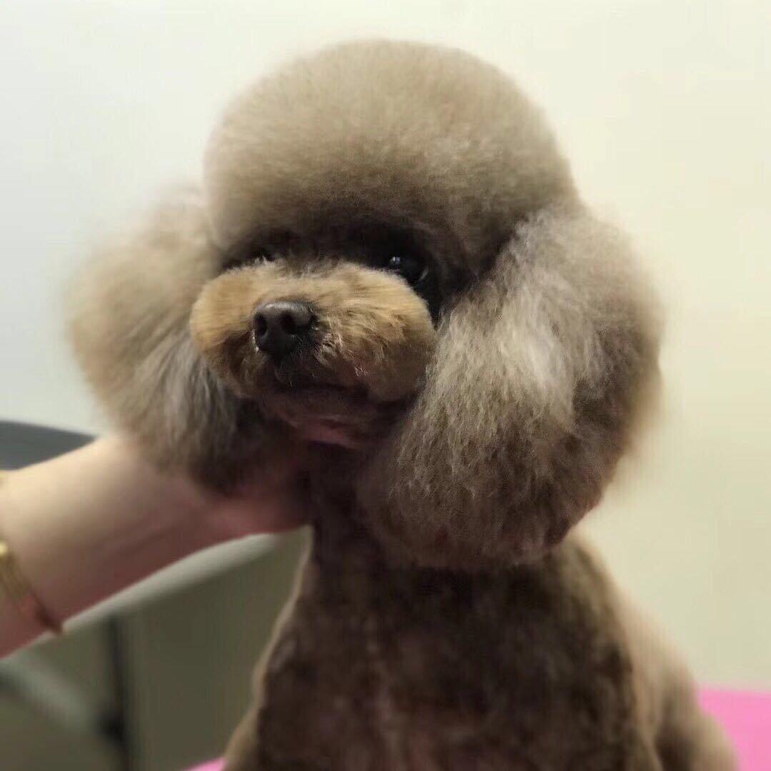 武威宠物杂货铺🐶美容师