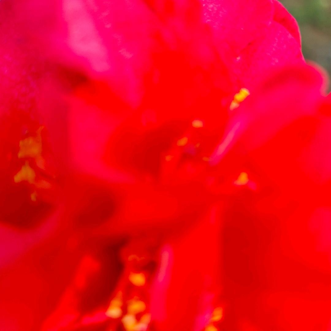 张家有个小乐乐