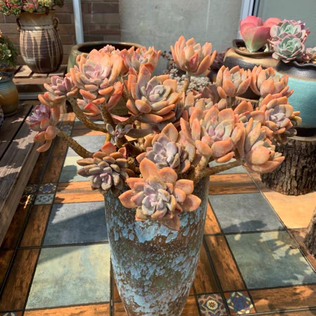 陶舍花盆厂