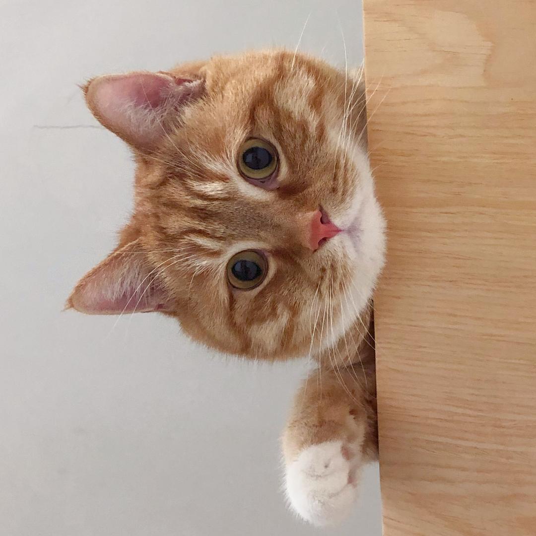 橘猫栓子