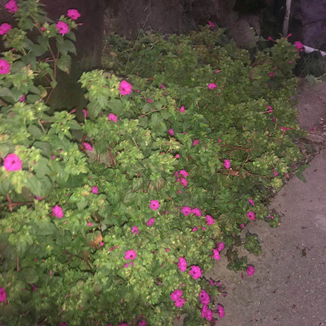 城里的月光