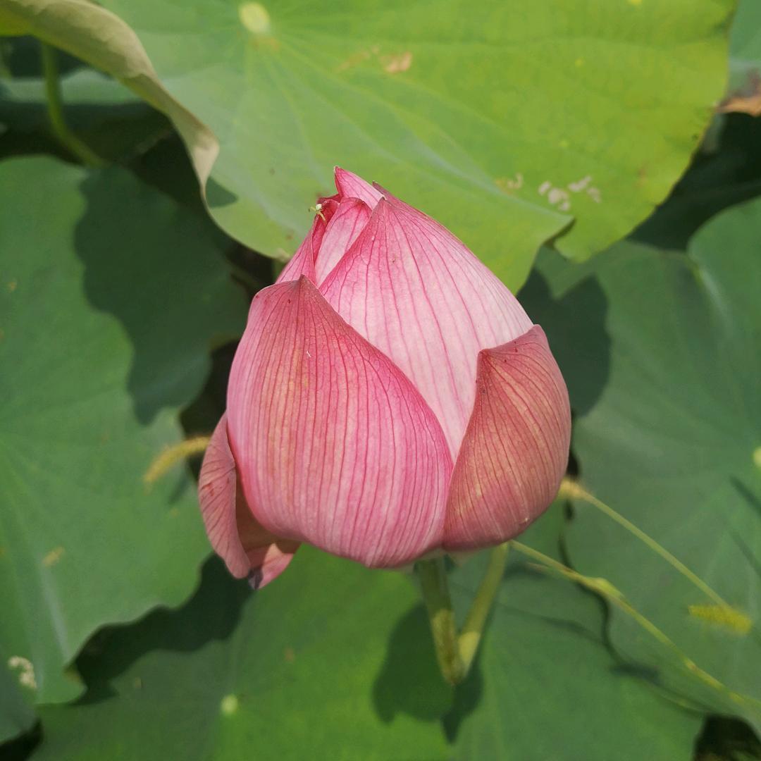 白莲花的衣柜
