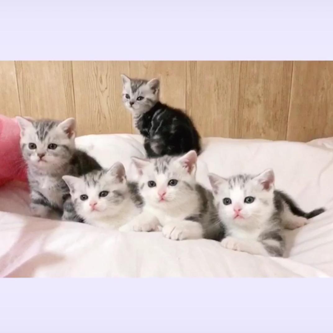 Lucky是只猫