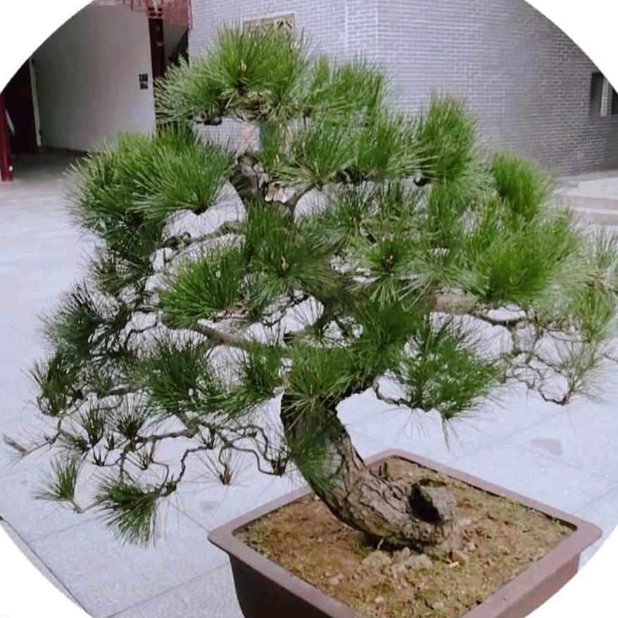 思念