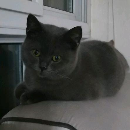 喵界🐈🐈道明寺