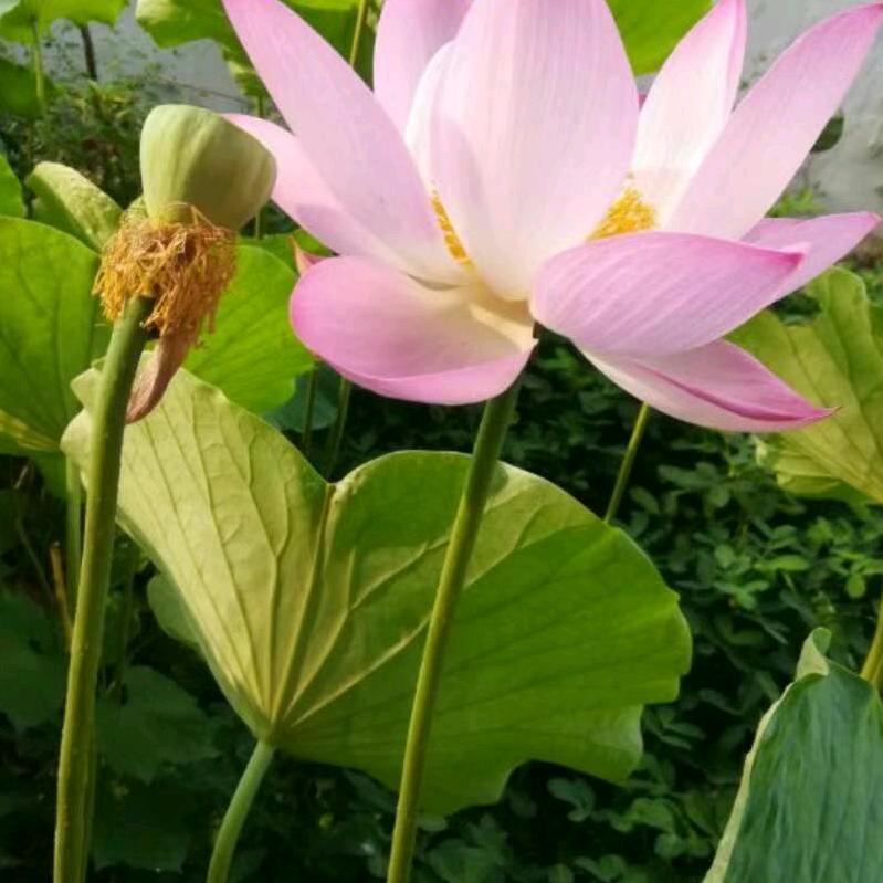 专业回收二手车、报废车、旧家电