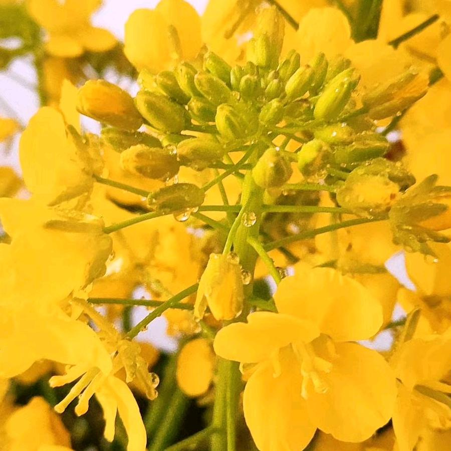油菜花