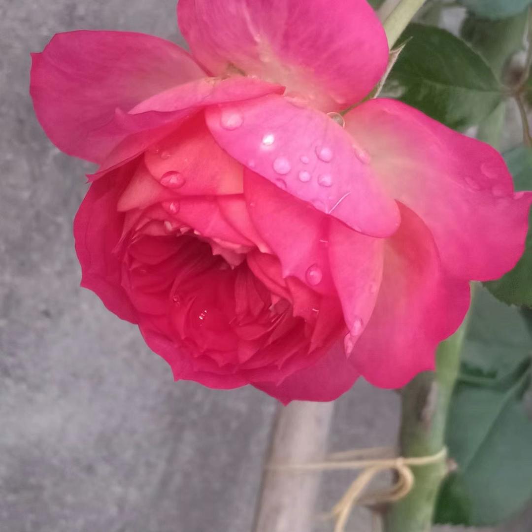 聪宝