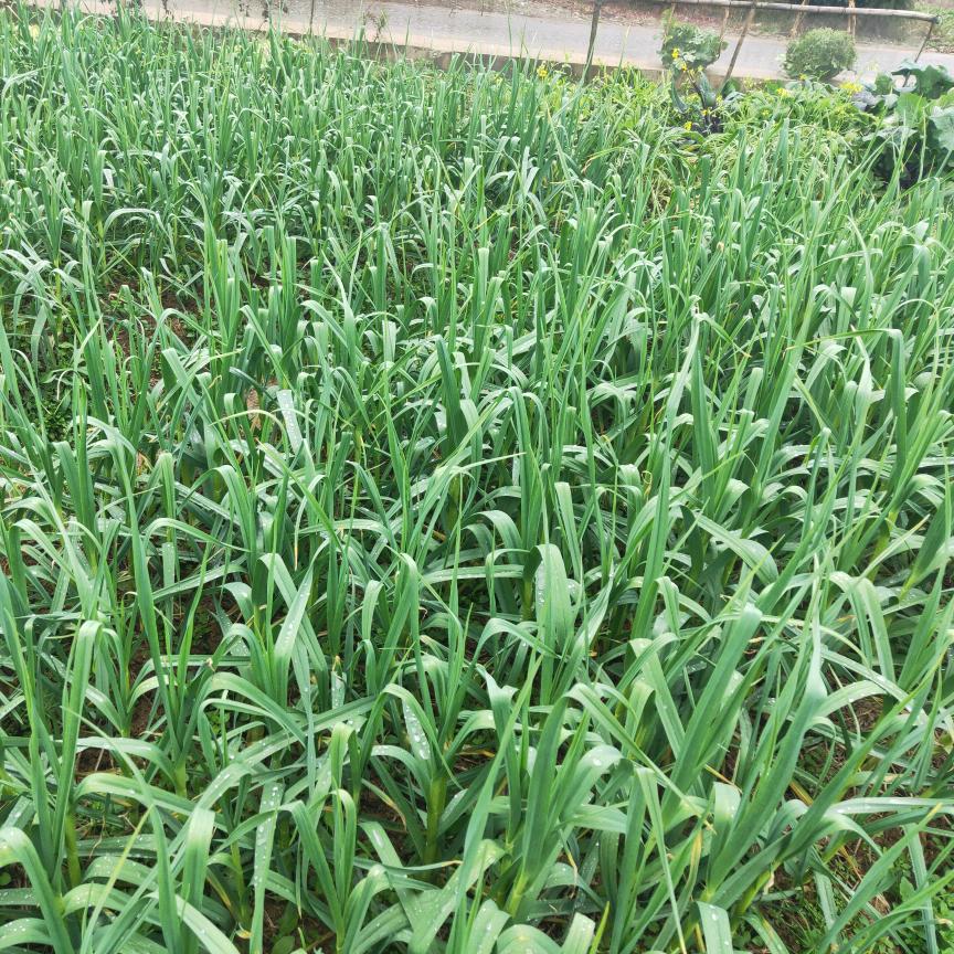 有所为有所不为