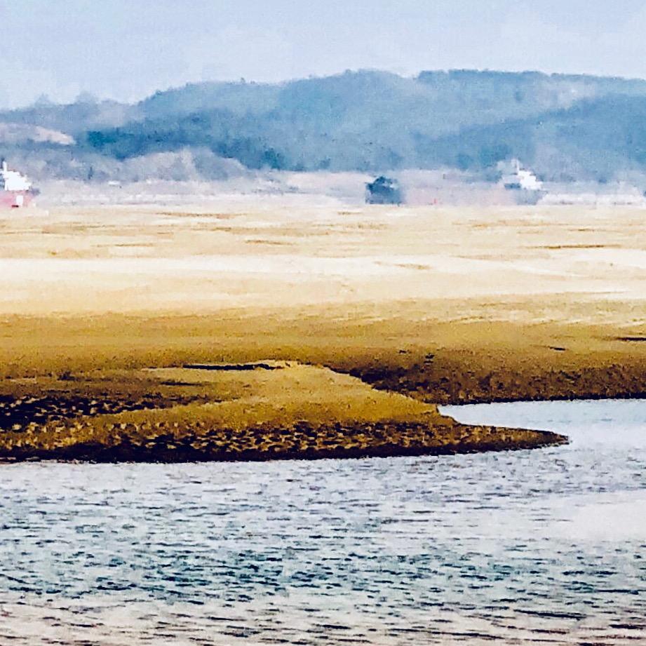 南国红豆