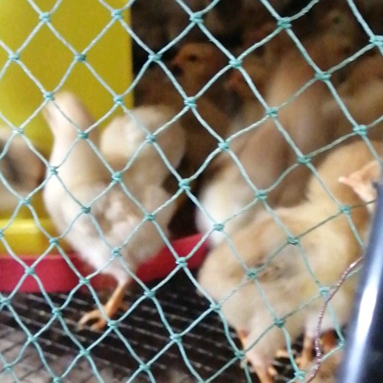 专业育雏鸡鸭鹅苗花园孵房