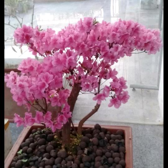 花姐🌸