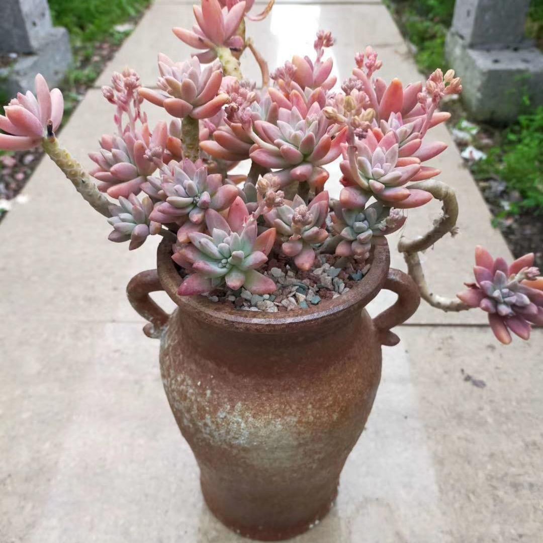 海宝花盆