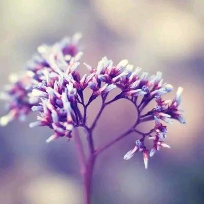 梅花花