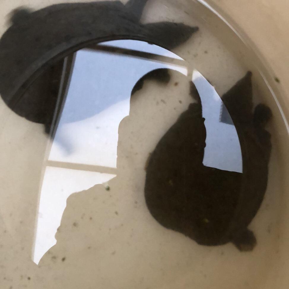 笑傲江湖