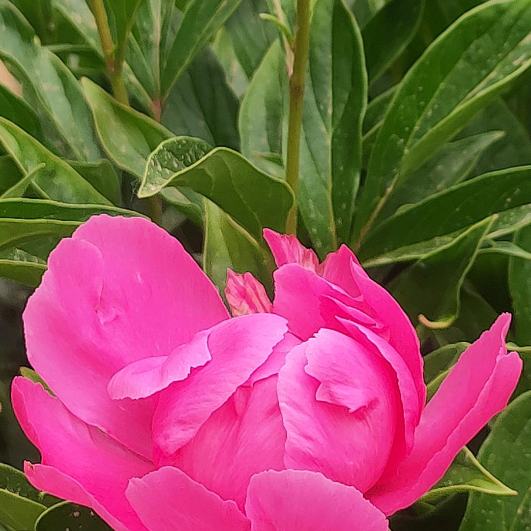 梅花盛开lxm