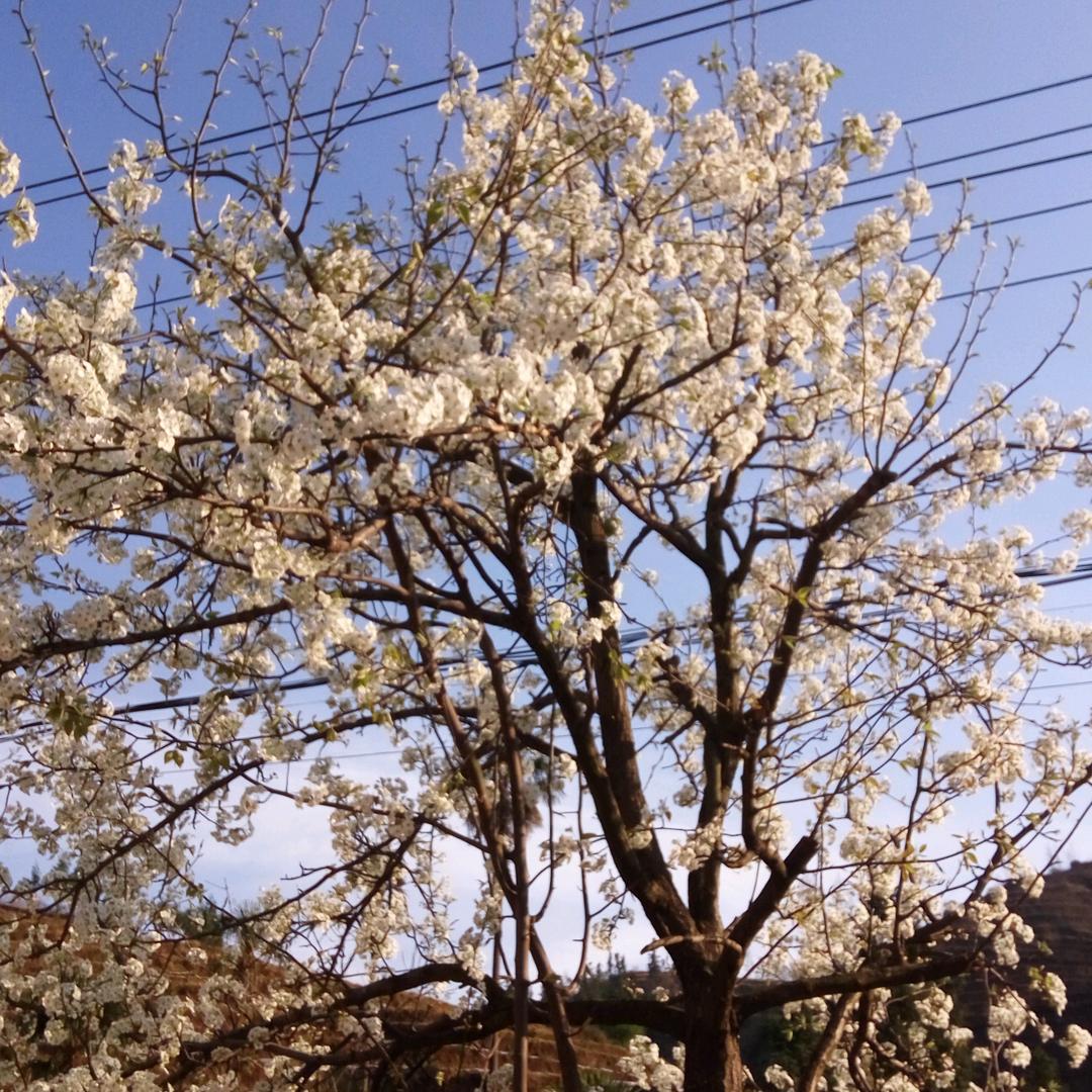 平安